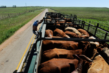 Костюк: появление скотных рынков даст толчок развитию животноводства